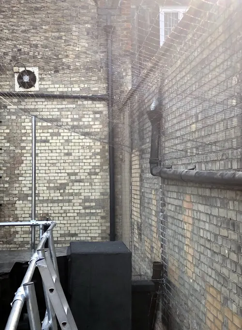 Bird Netting in Cambridge 4