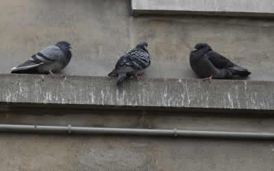 bird droppings site decontamination Oxford