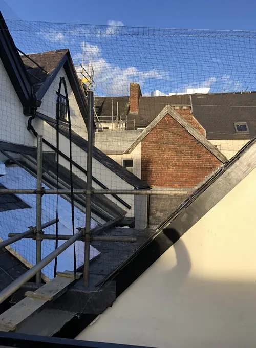 Bird Netting in Exeter 1