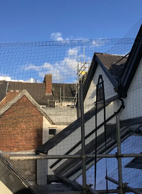 Bird Netting in Exeter 2