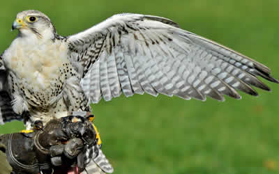 birds of prey deterrent Oxford