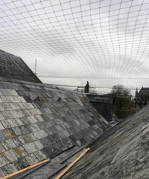 Large Bird Netting Exeter 2