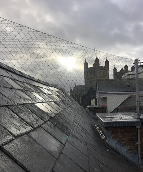 Large Bird Netting Exeter 4