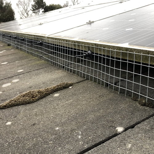 Solar Panel Bird Proofing Sussex