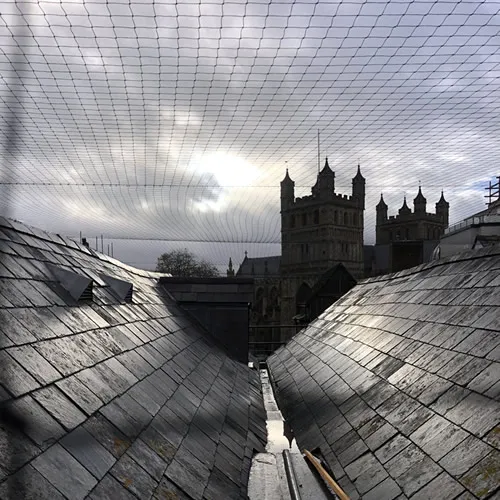 Large Bird Netting Job in Bury St Edmunds