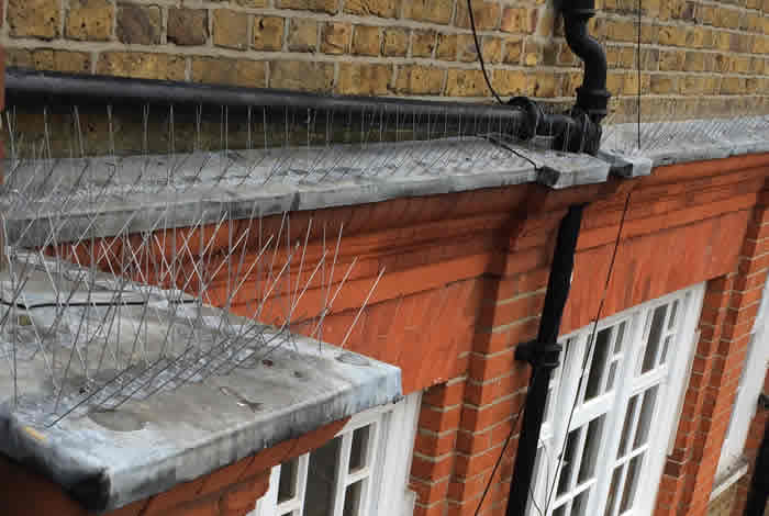 installation of bird spikes in Greenwich