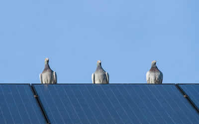 bird proofing Nottingham