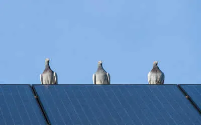 bird proofing Bury St Edmunds