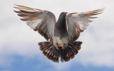 bird removal Liverpool