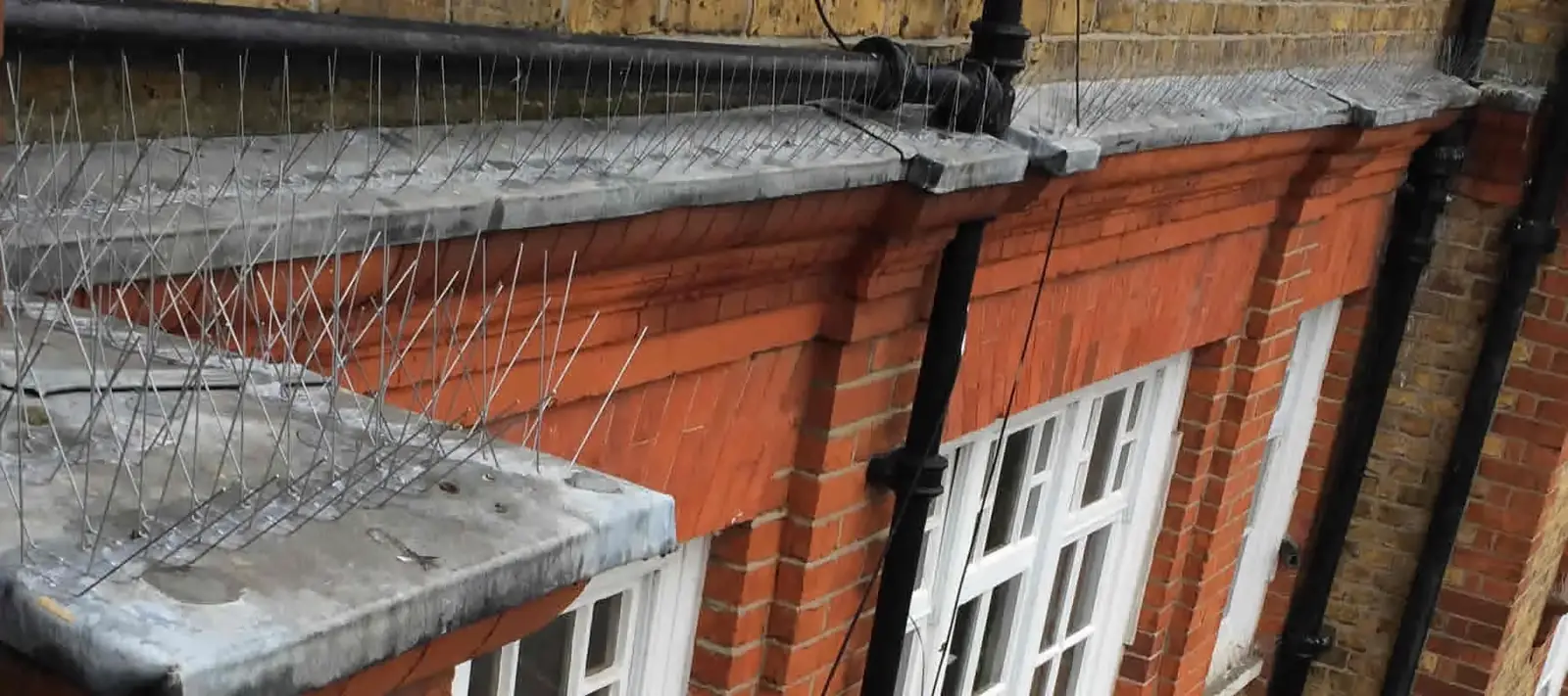 pigeon spikes Hythe