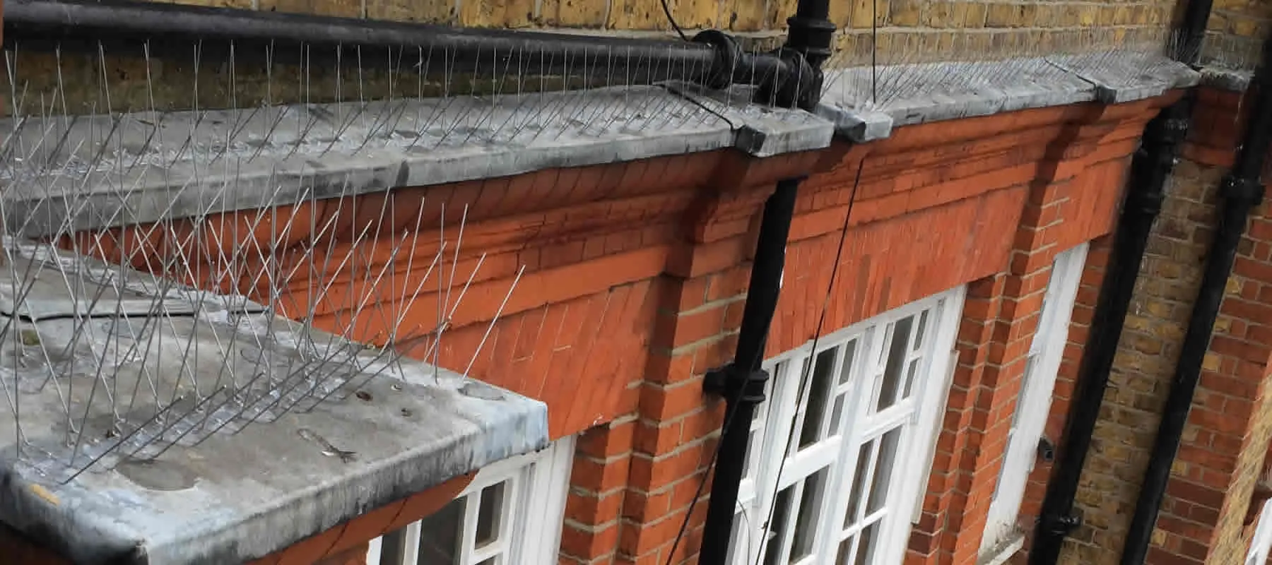 pigeon spikes Bury St Edmunds