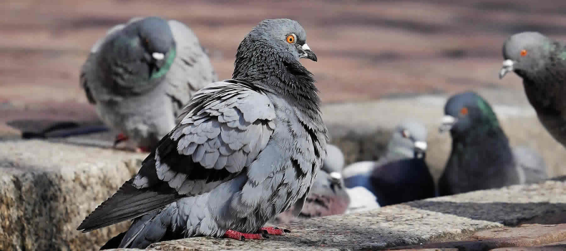 bird proofing London