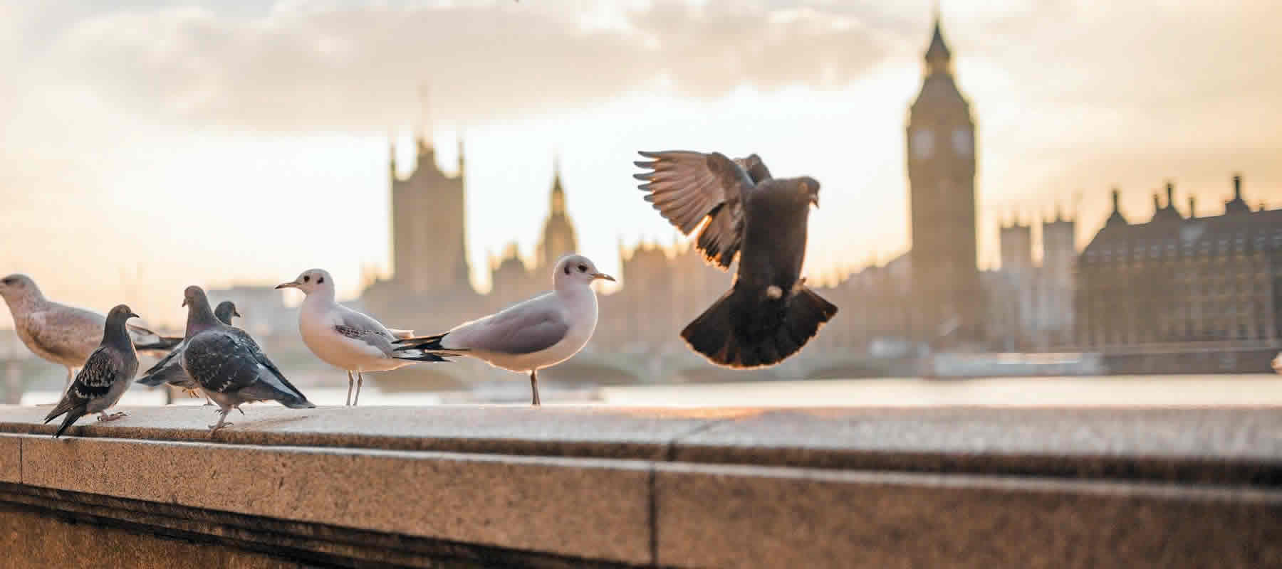 pest bird control London