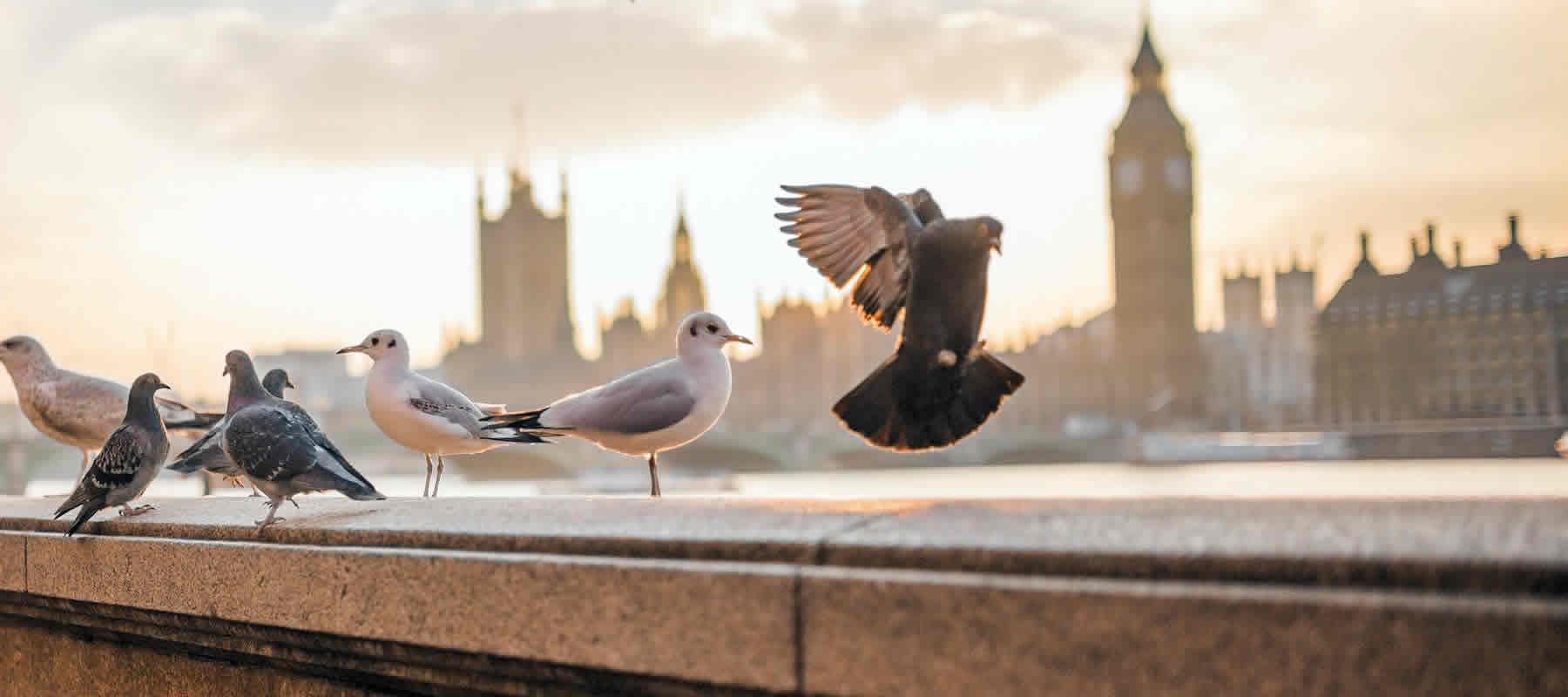 pest bird control Leicester