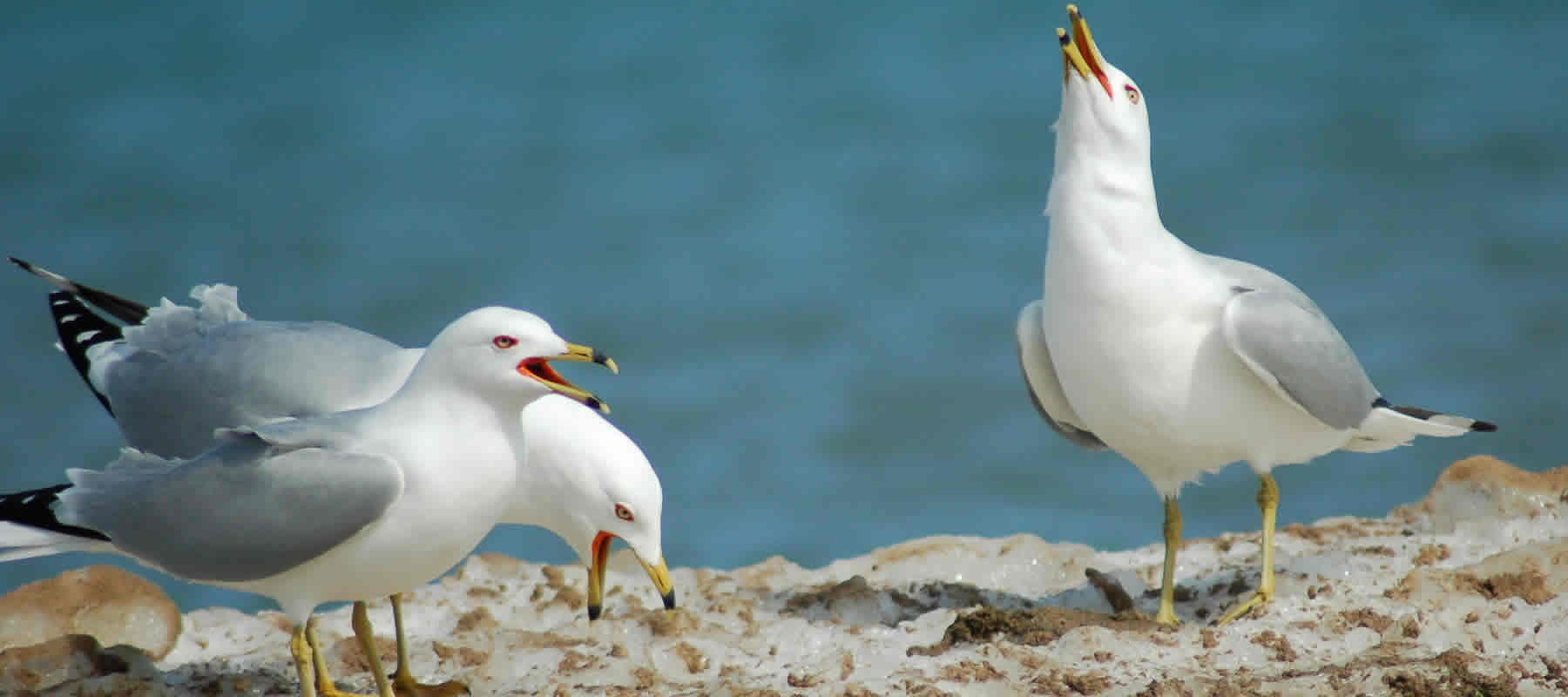 seagull deterrent