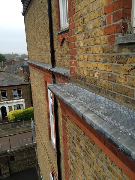 Bird Spiking in Dulwich - photo 1