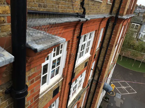 Bird Spiking in Dulwich - photo 3