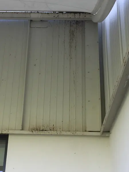 Bird Deterrents at Kent County Cricket Club - photo 1