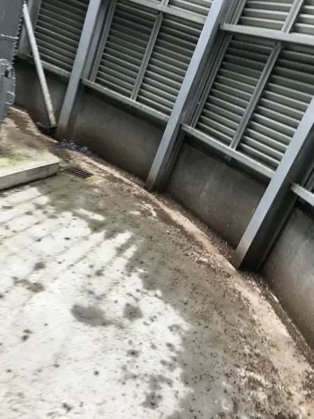 Pigeon Guano Cleaning in Southend - photo 8